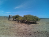 Famous Geraldton tree